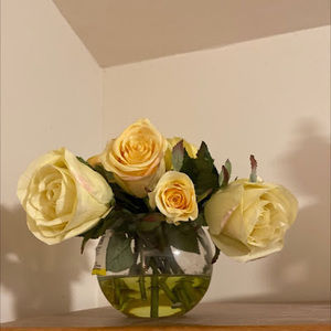 Meet your Posher, Hlaing